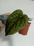 Anthurium Luxurians X Radicans 12cm