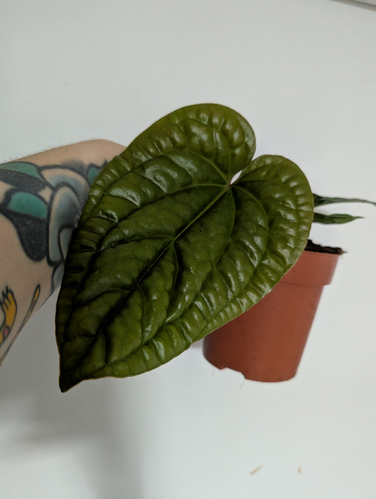 Anthurium Luxurians X Radicans 12cm