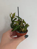 Begonia Amphioxus 6cm