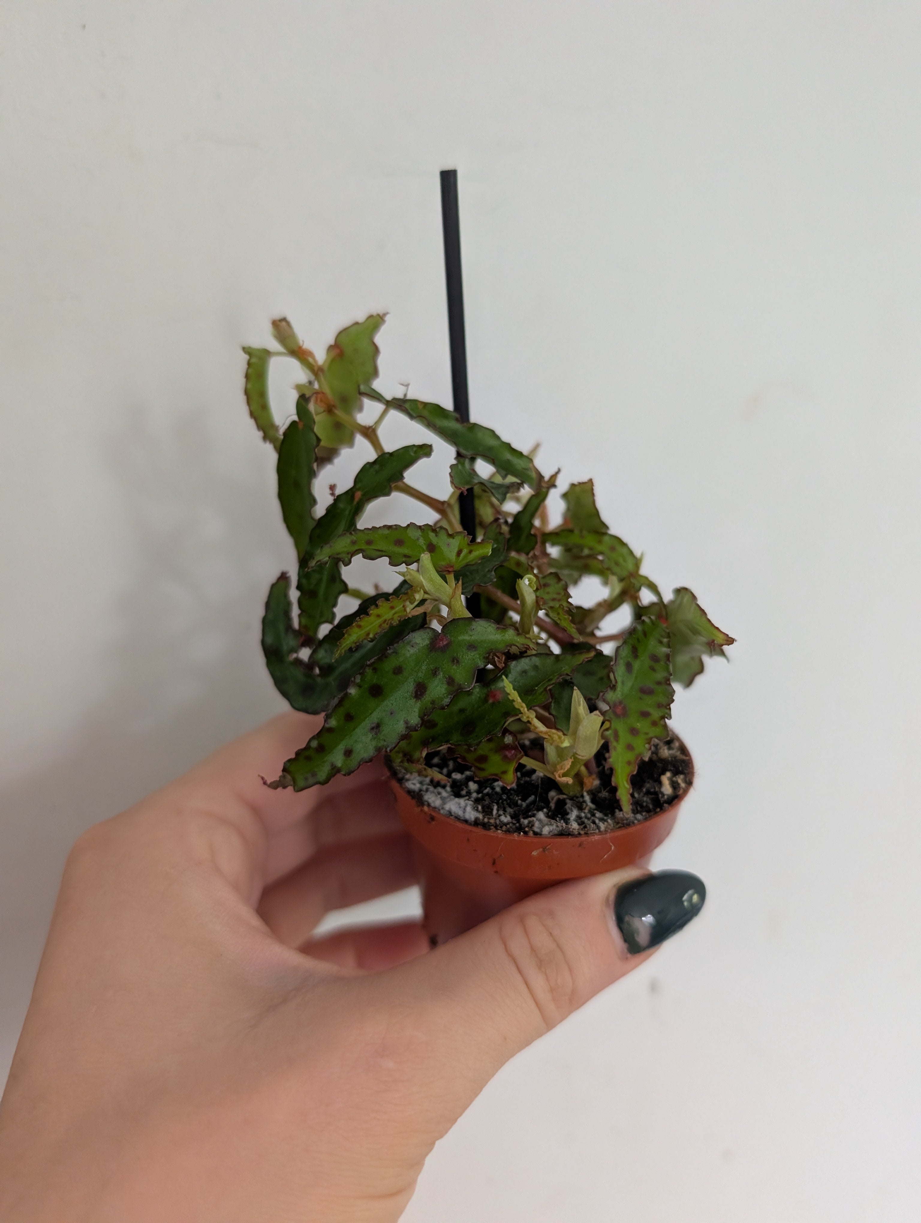 Begonia Amphioxus 6cm