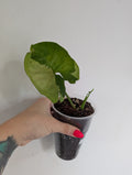 Syngonium NOID