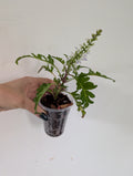 Coleus Inky Fingers