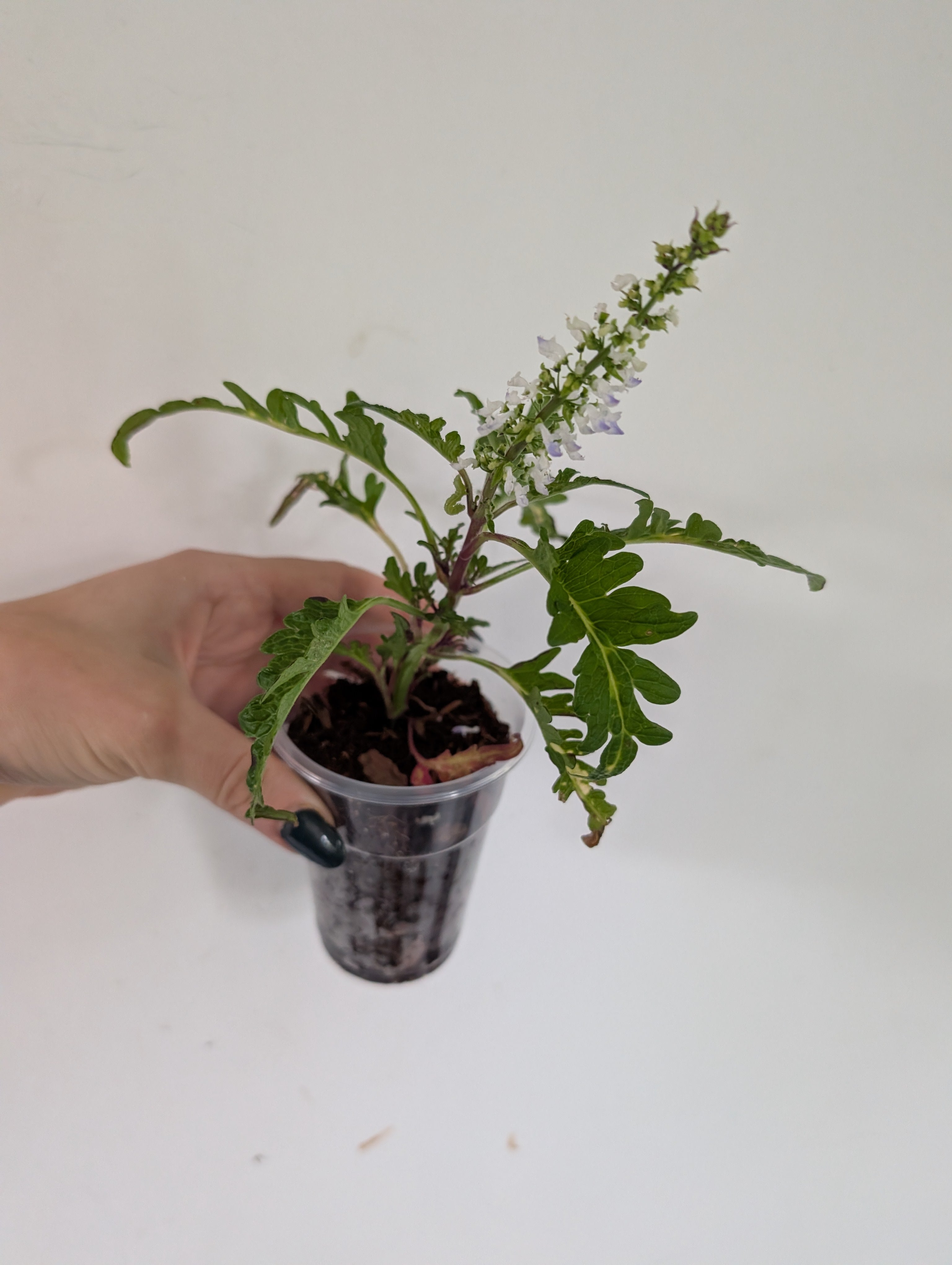 Coleus Inky Fingers