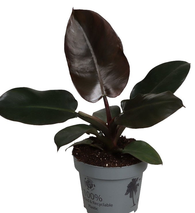 Pre-order Philodendron Black Cardinal 12cm