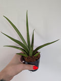 Sansevieria Silver Syreni