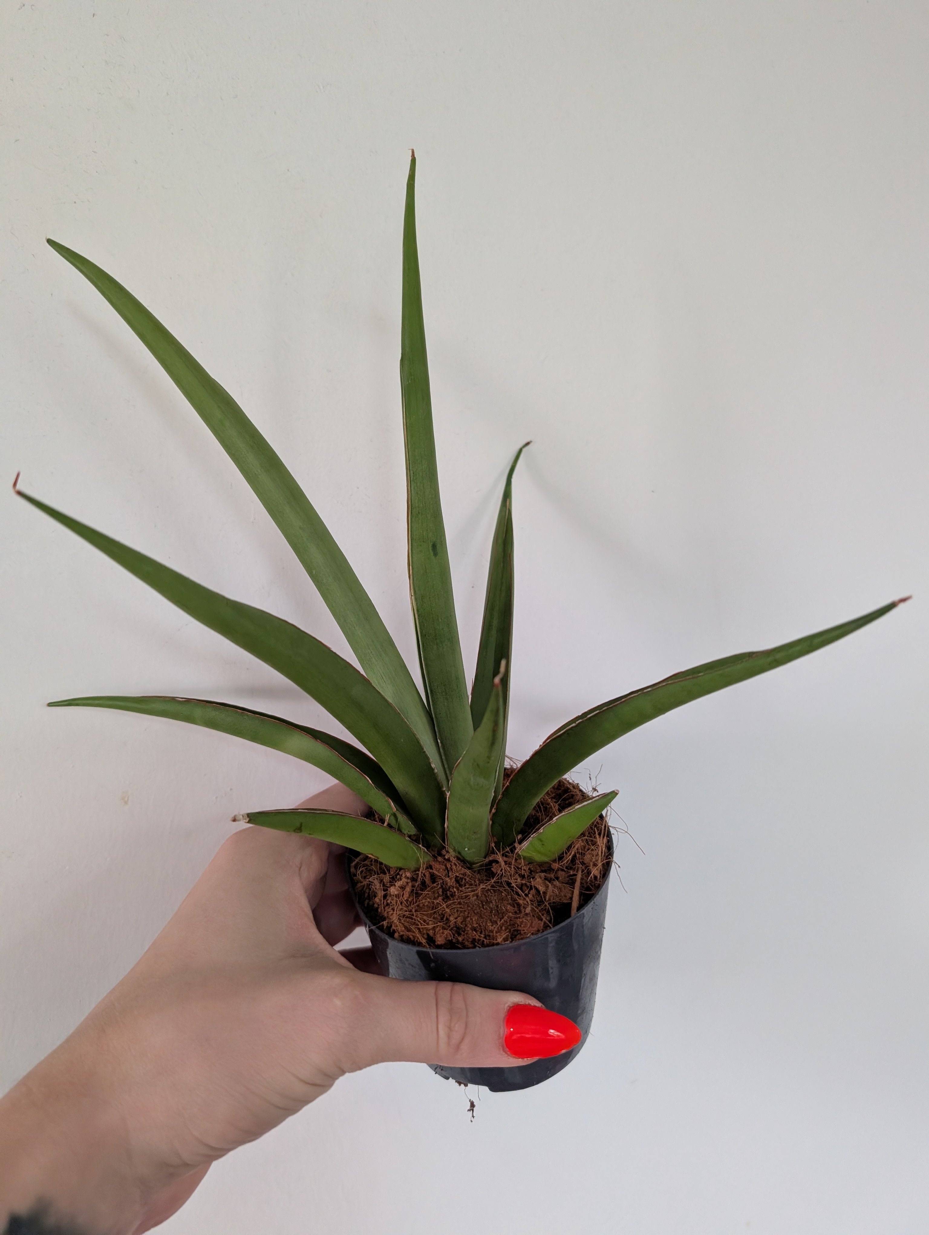 Sansevieria Silver Syreni