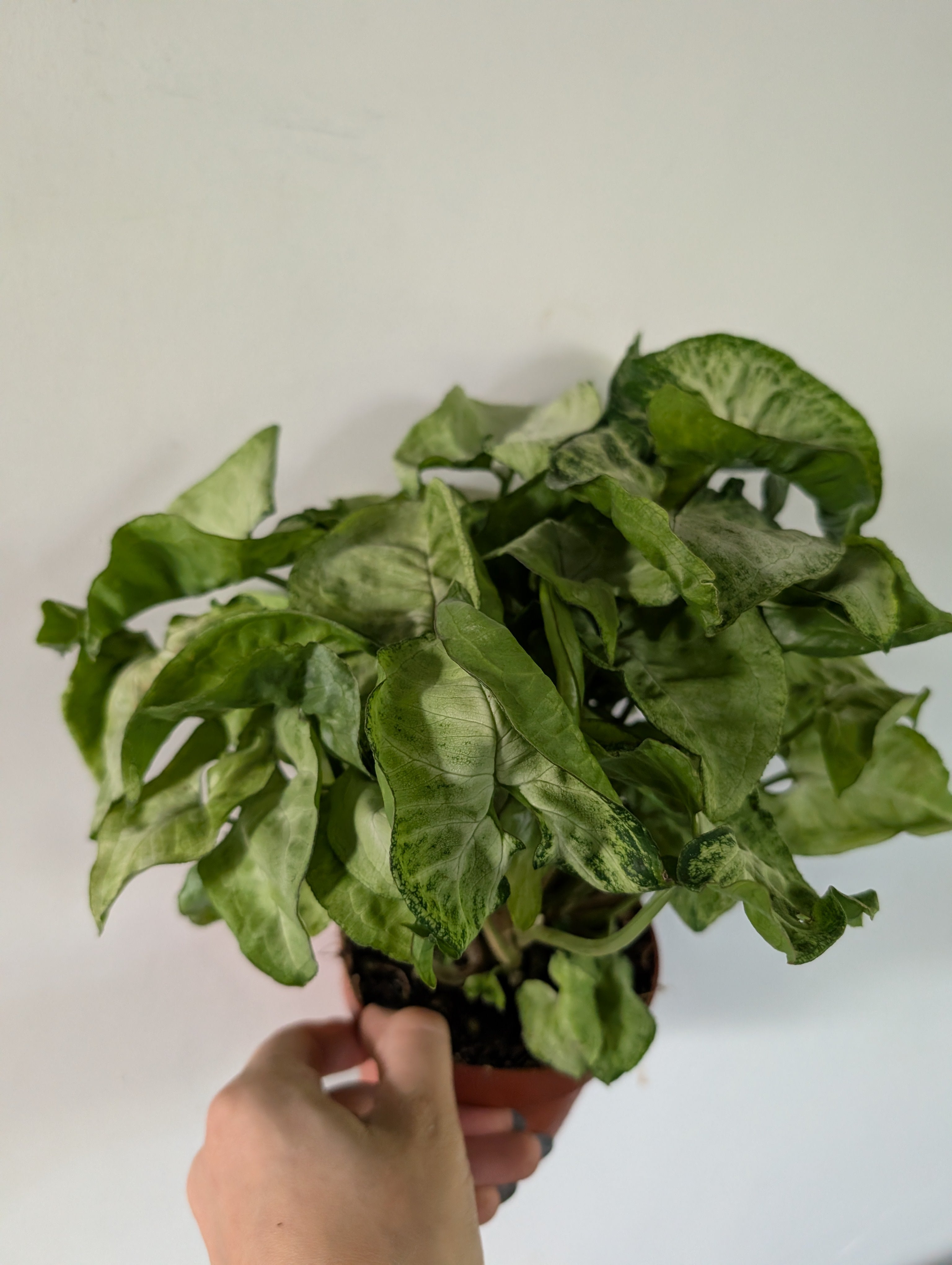 Syngonium white butterfly 12cm
