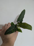Alocasia lauterbachiana Variegated