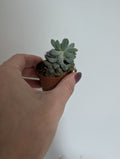 Echeveria