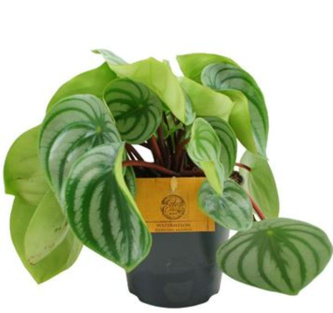 Pre-order Peperomia Watermelon