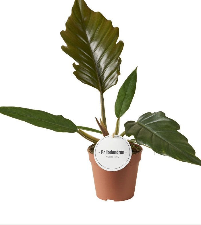 Pre-order philodendron Choco empress 12cm
