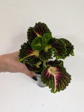 Coleus spacecake