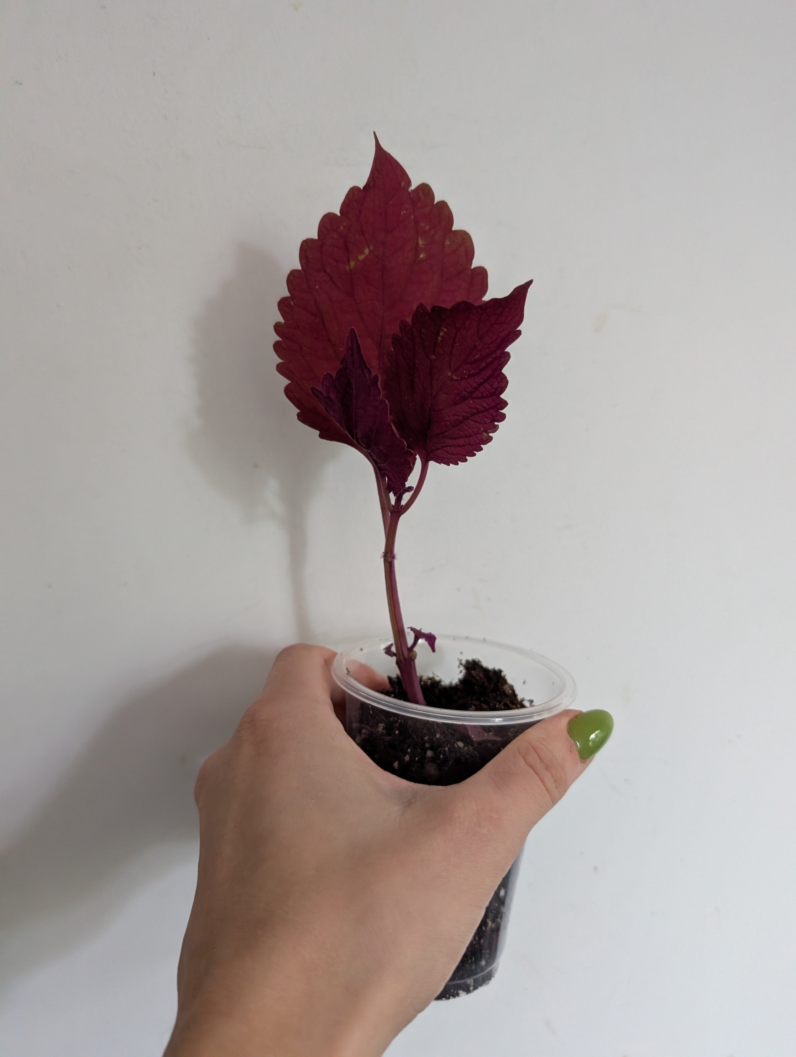 Coleus Redhead