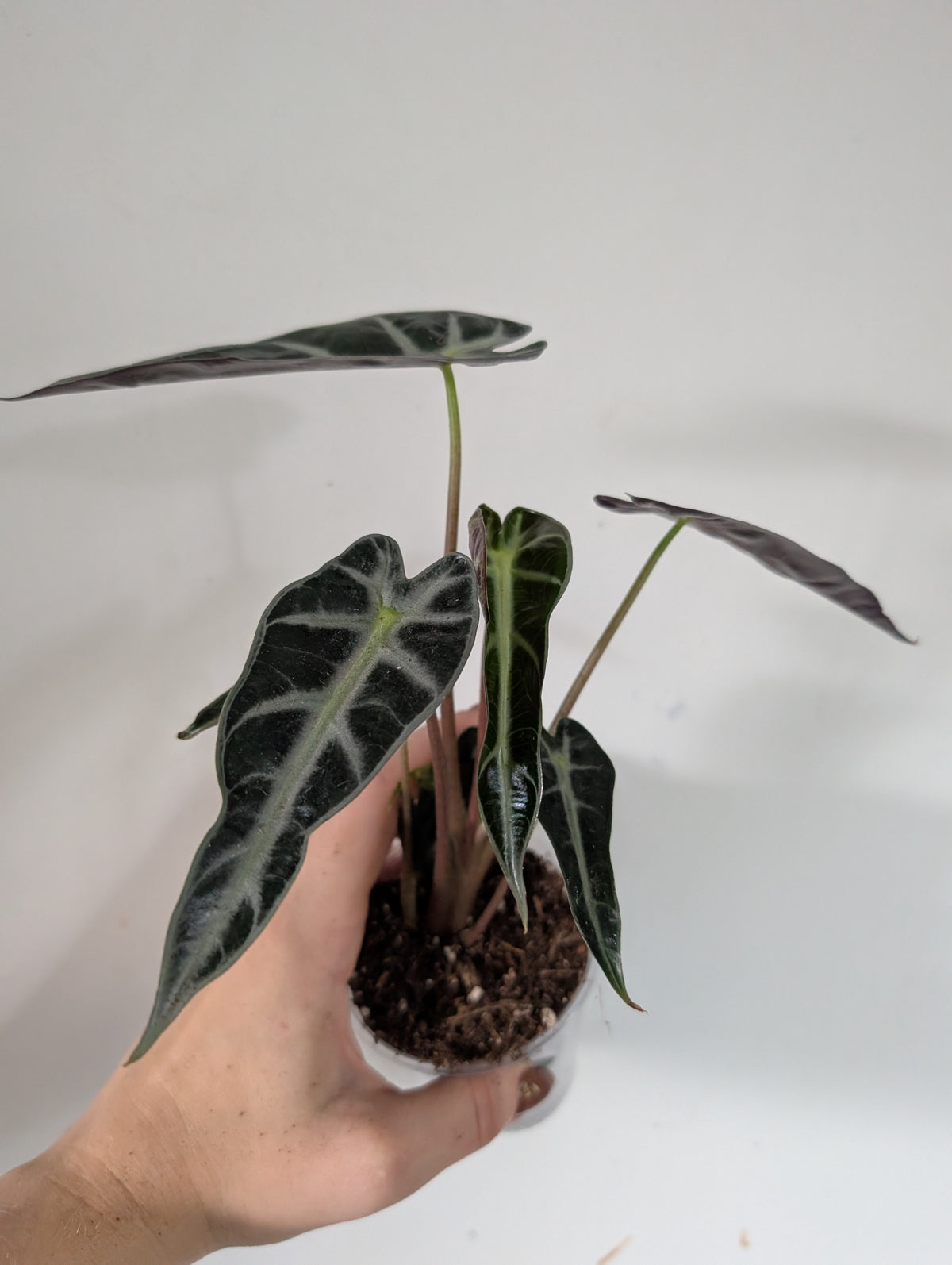Alocasia Bambino