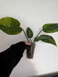 Philodendron green congo Variegated