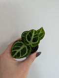 Anthurium Dorayaki 6cm