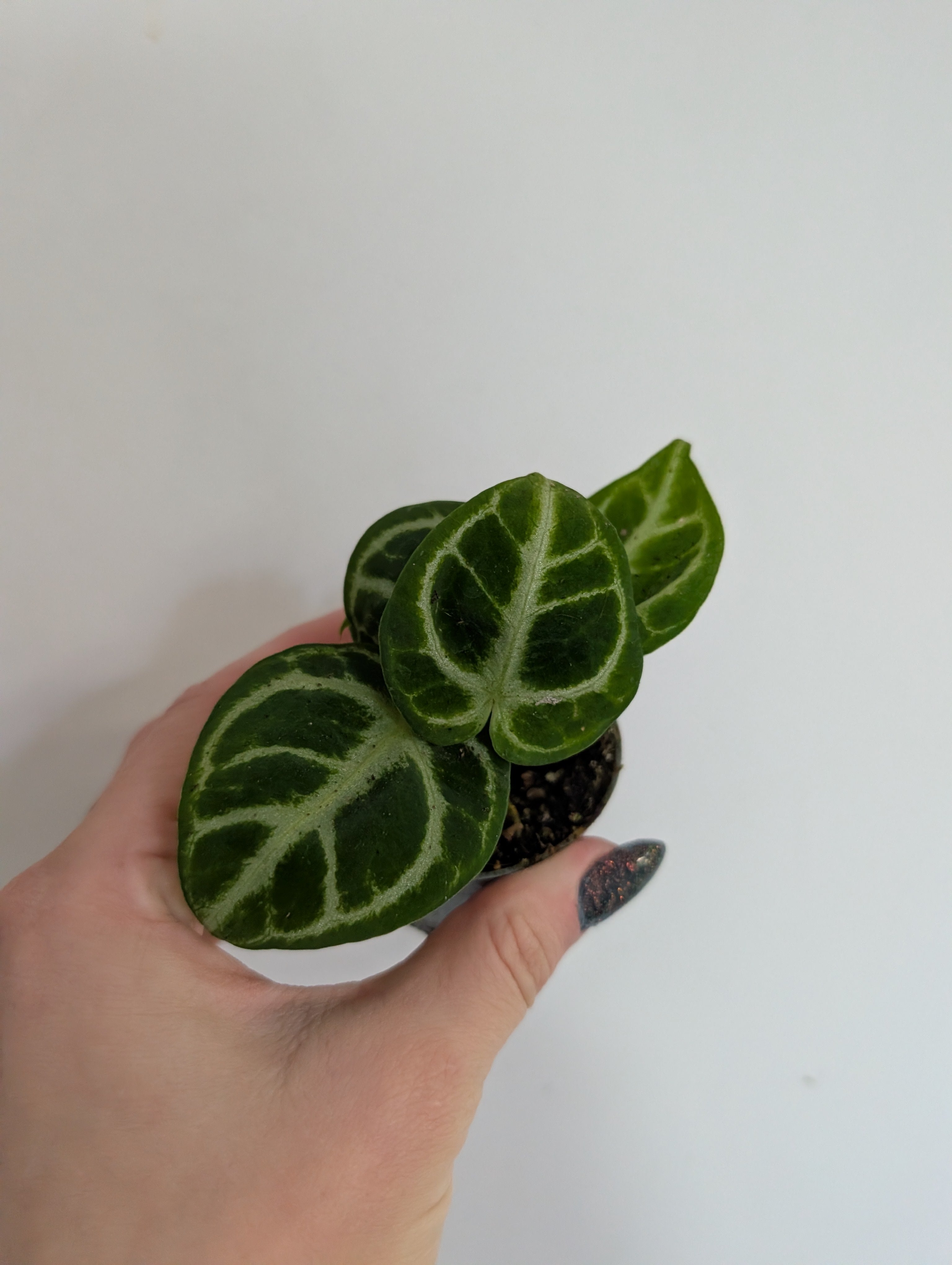 Anthurium Dorayaki 6cm