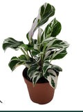 Pre-order Calathea White Fusion 7cm