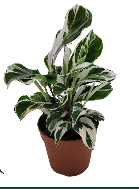 Pre-order Calathea White Fusion 7cm