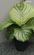 Pre-order calathea orbifolia 12cm