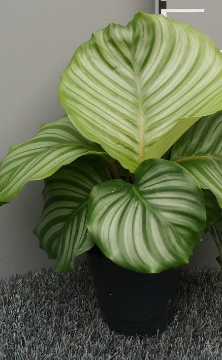 Pre-order calathea orbifolia 12cm