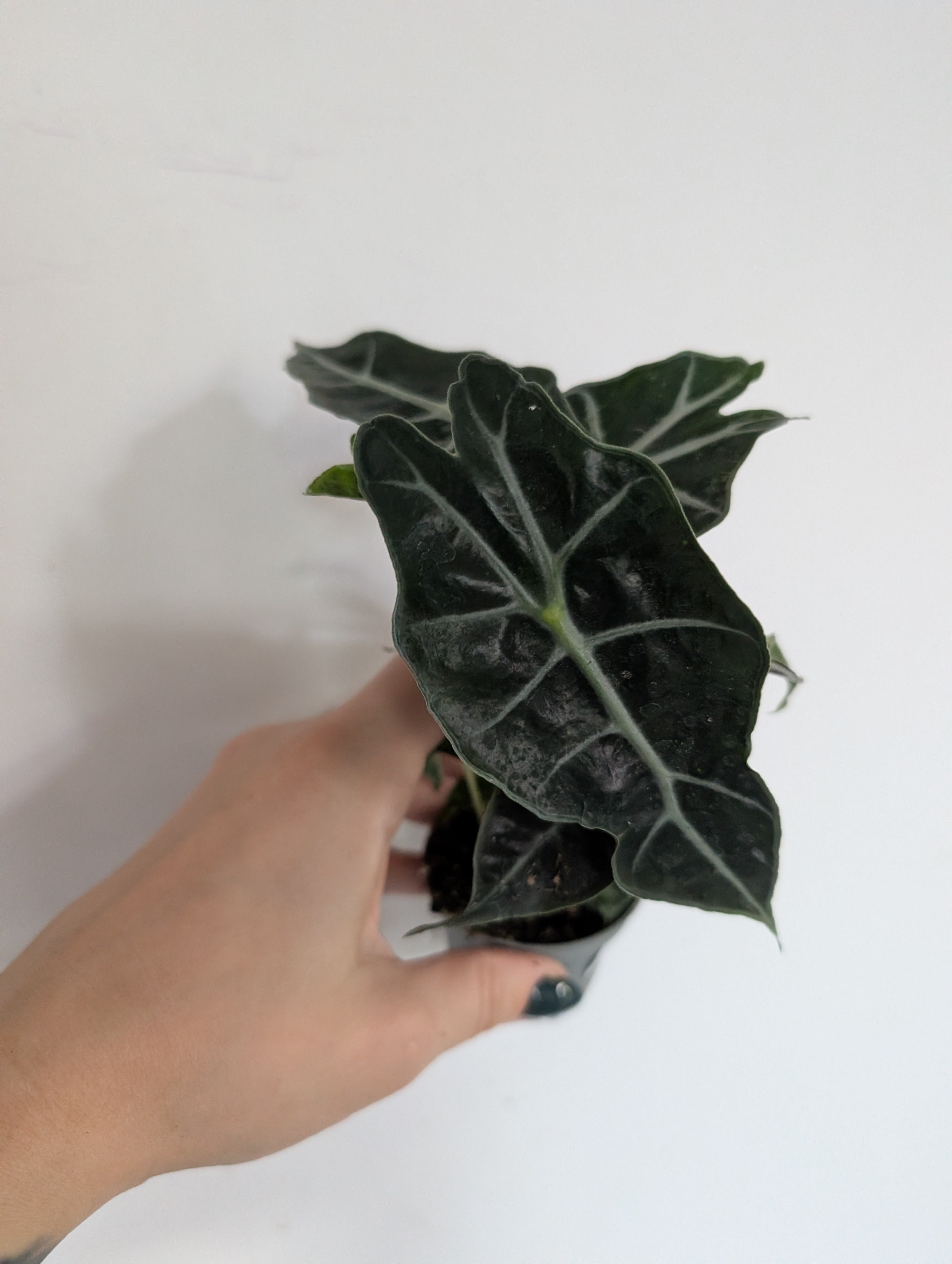 Alocasia amazonica 6cm
