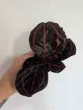 Calathea roseopicta Dottie 6cm