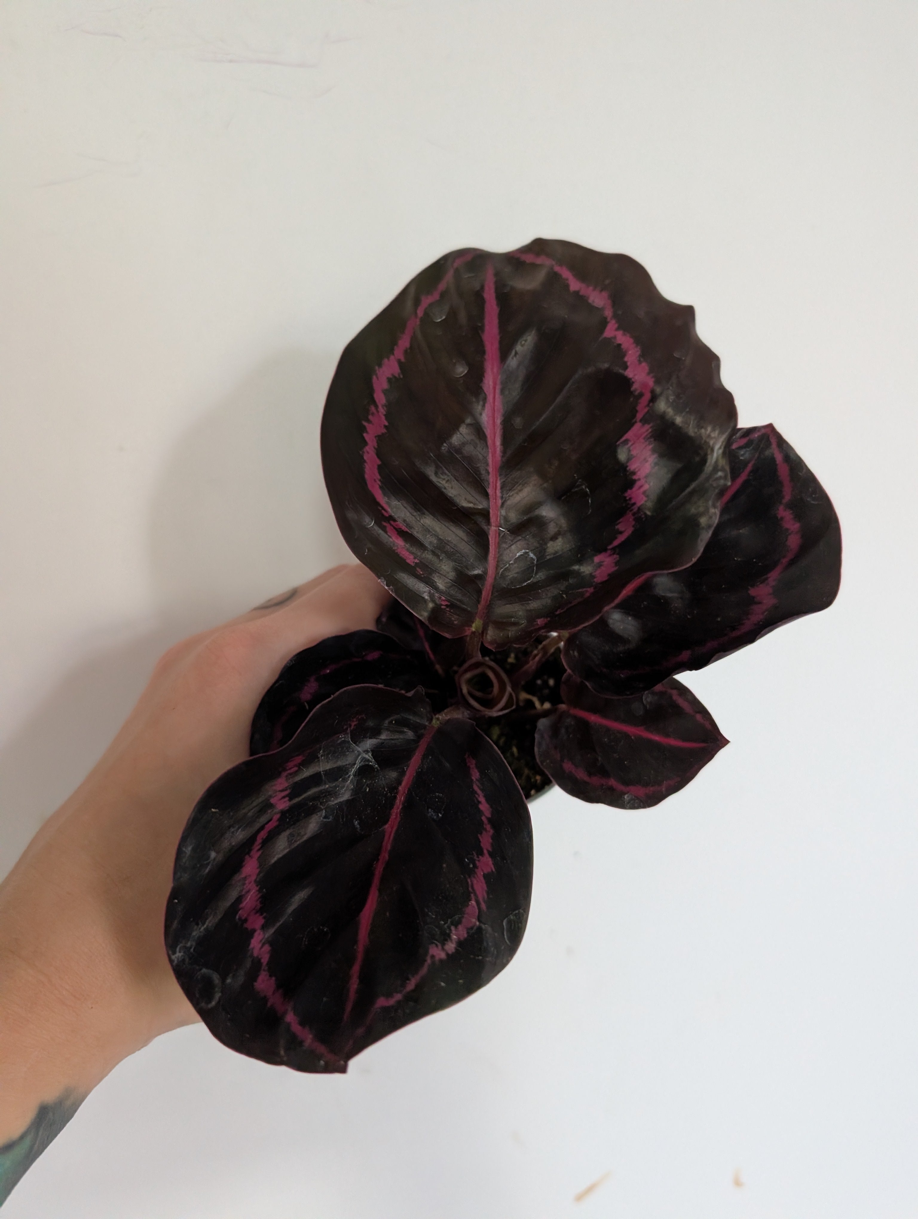 Calathea roseopicta Dottie 6cm