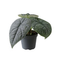 Pre-order Alocasia Melo 6cm