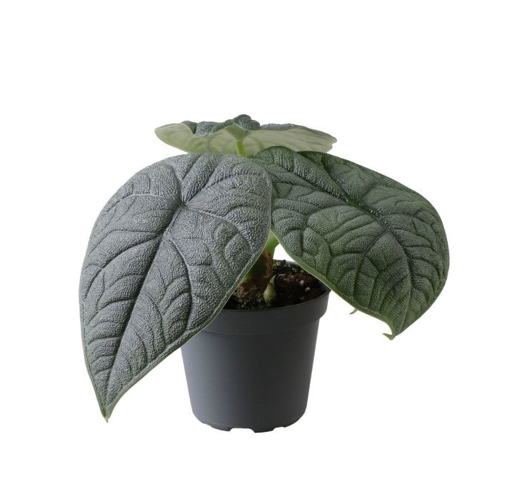 Pre-order Alocasia Melo 6cm