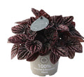 Pre-order peperomia red Luna 12cm