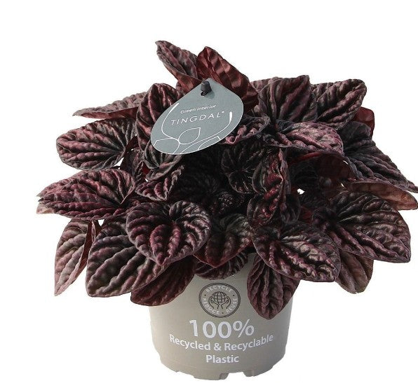 Pre-order peperomia red Luna 12cm