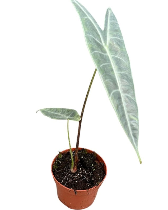 Pre-order alocasia longiloba silver 10cm