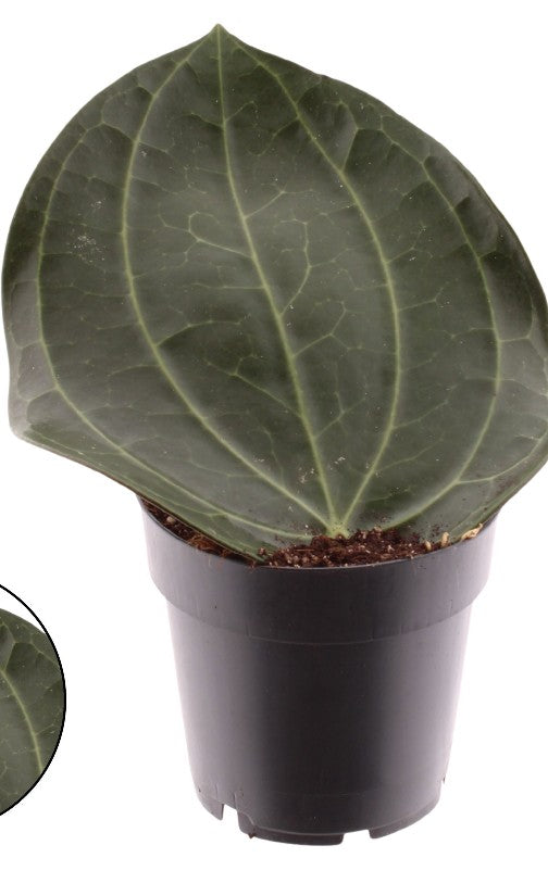 Pre-order Hoya Latifolia 14cm
