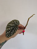 Begonia snowcap unrooted clipping