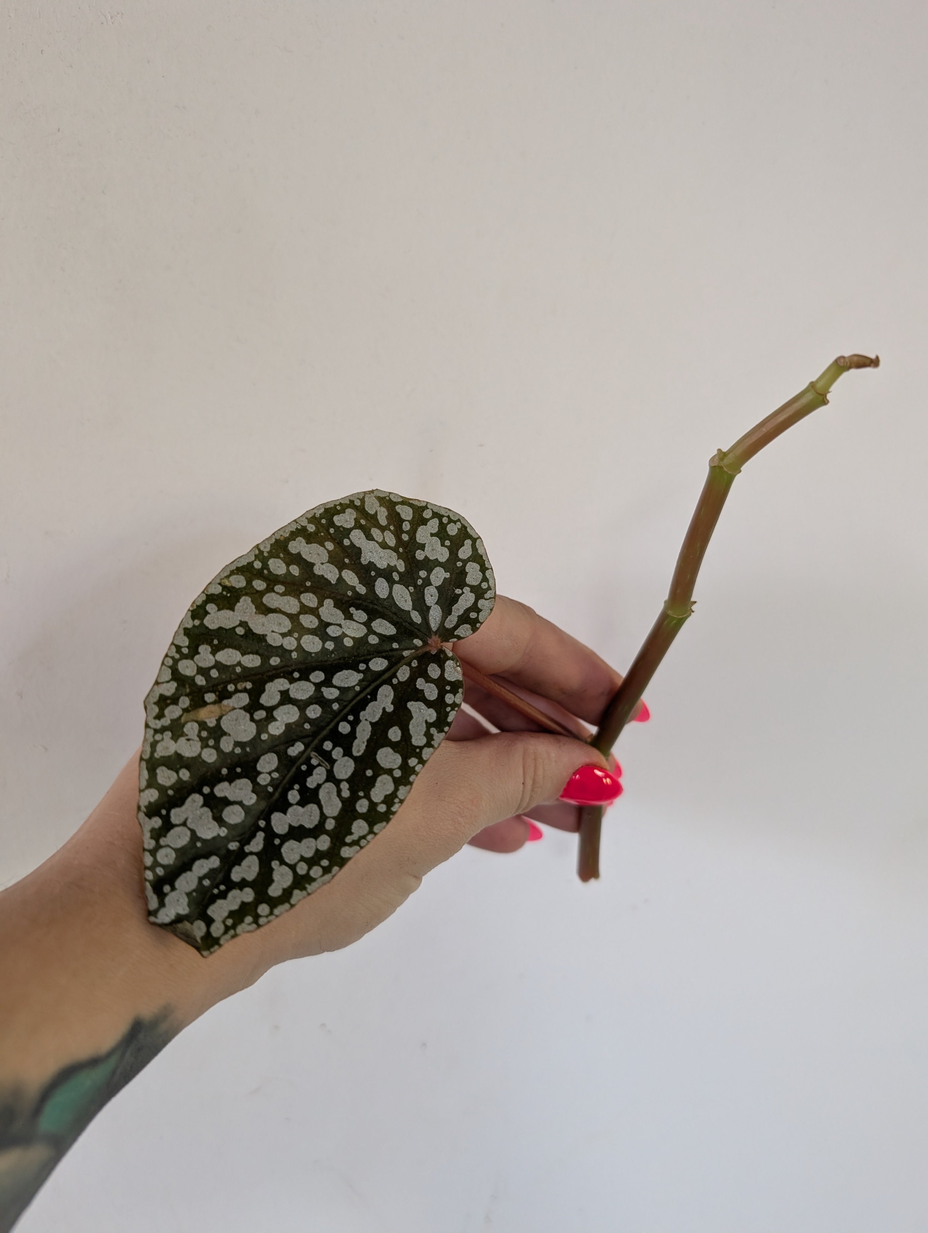 Begonia snowcap unrooted clipping