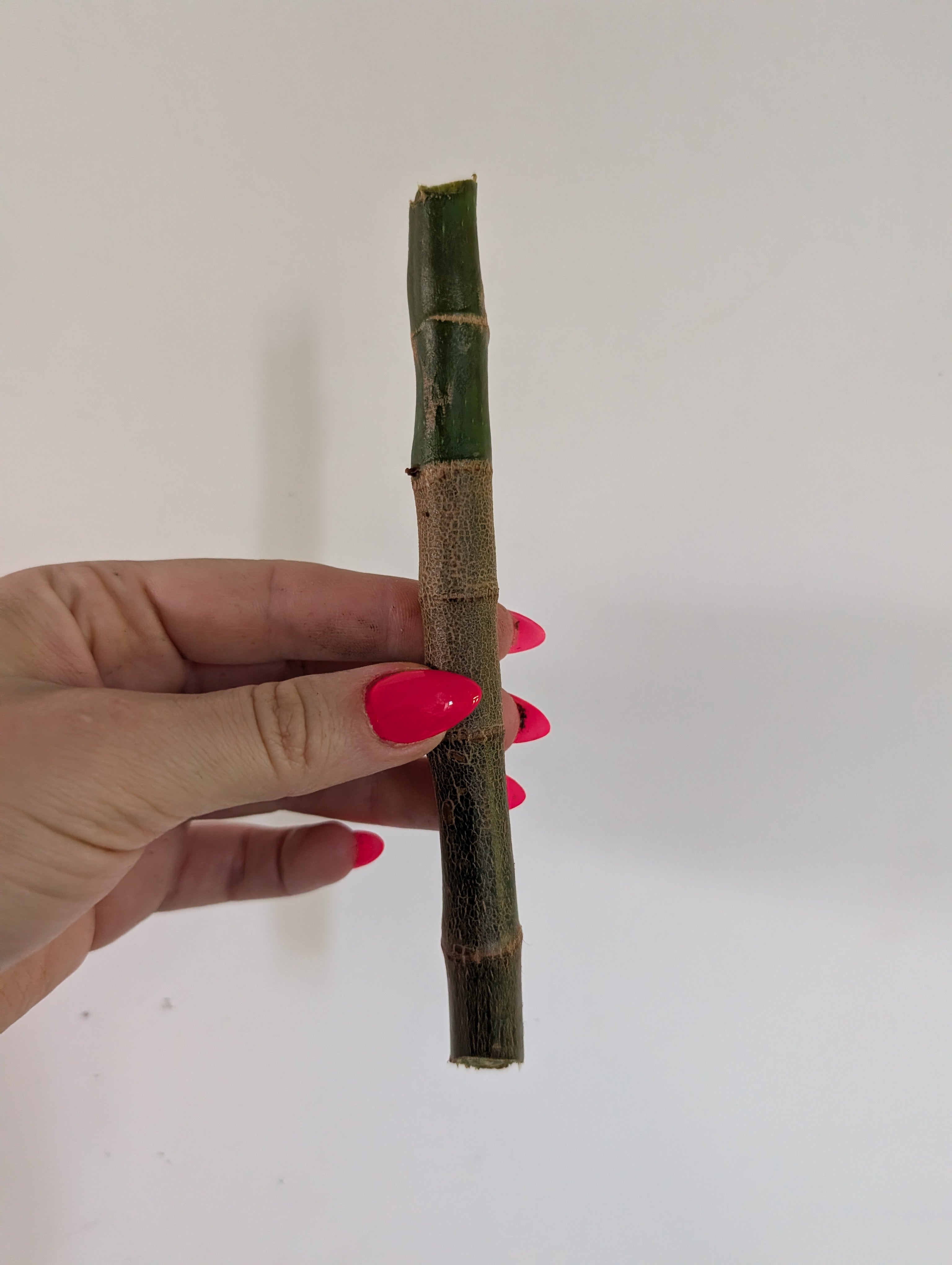 Begonia Lucerna unrooted wetstick