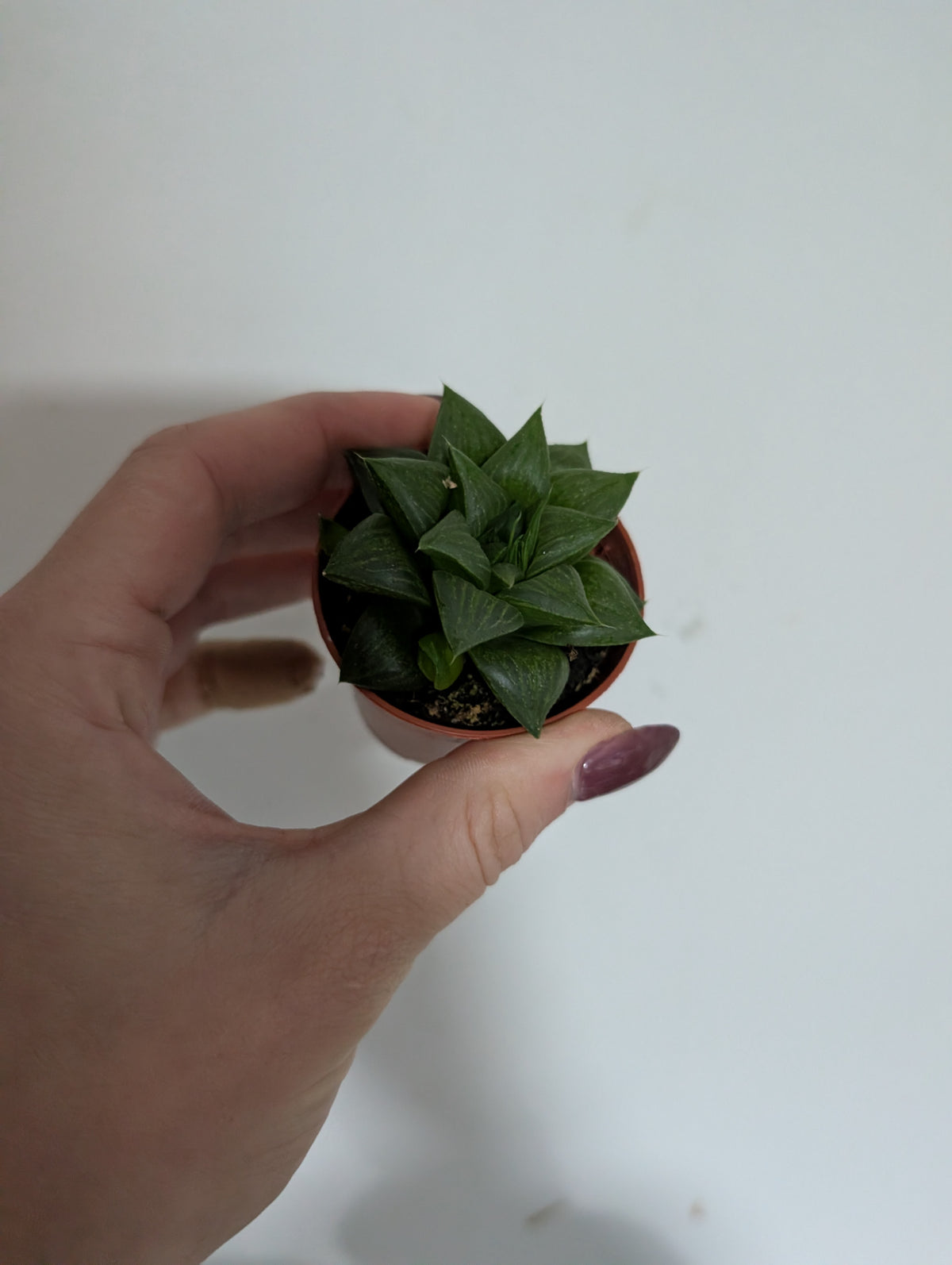 Haworthia Retusa