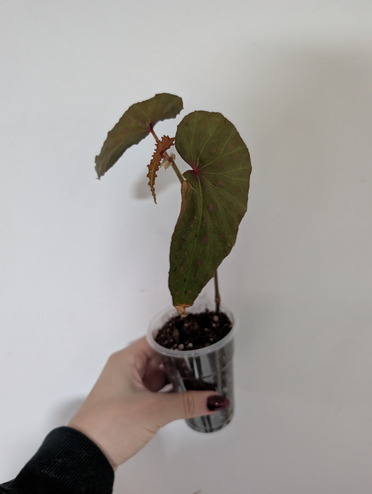 Begonia malachostica houseplant