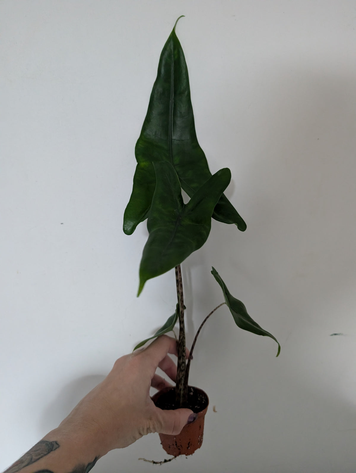 Alocasia Zebrina 7cm