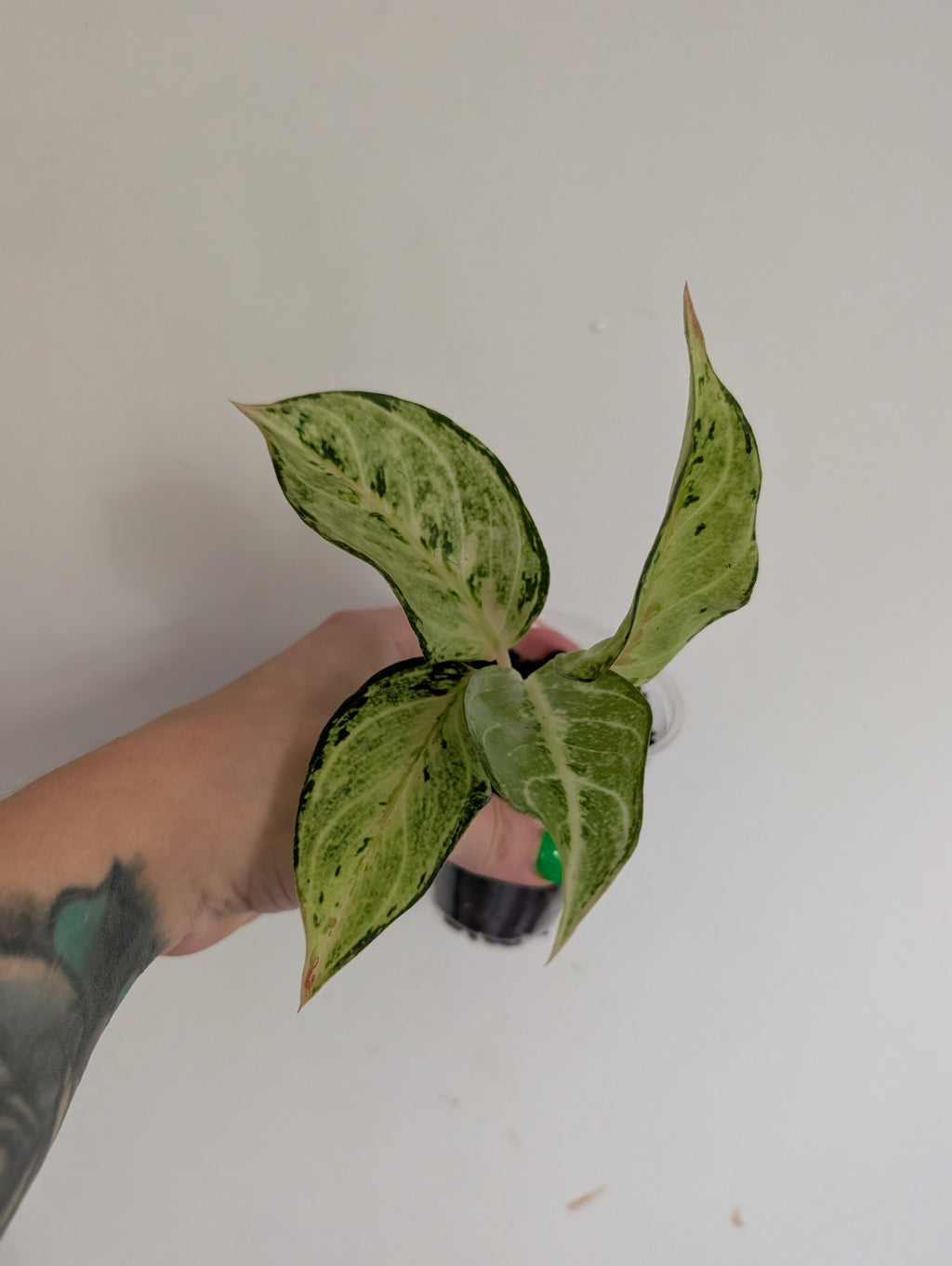 Aglaonema chartreuse pretty