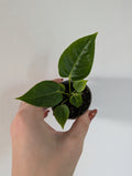 Anthurium Veitchii 6cm