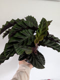Calathea Velvet Glory 12cm