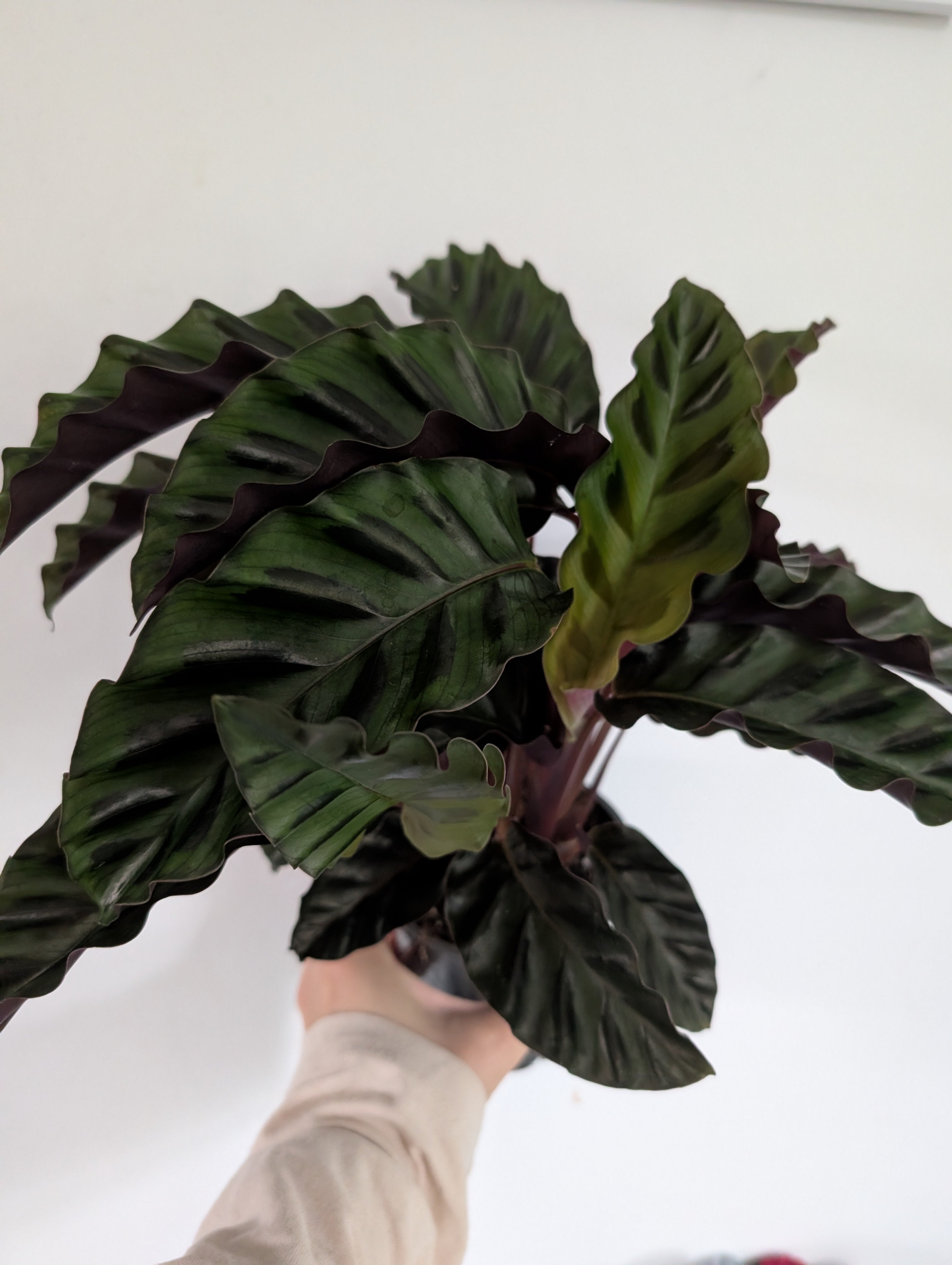 Calathea Velvet Glory 12cm