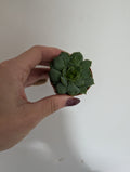 Echeveria