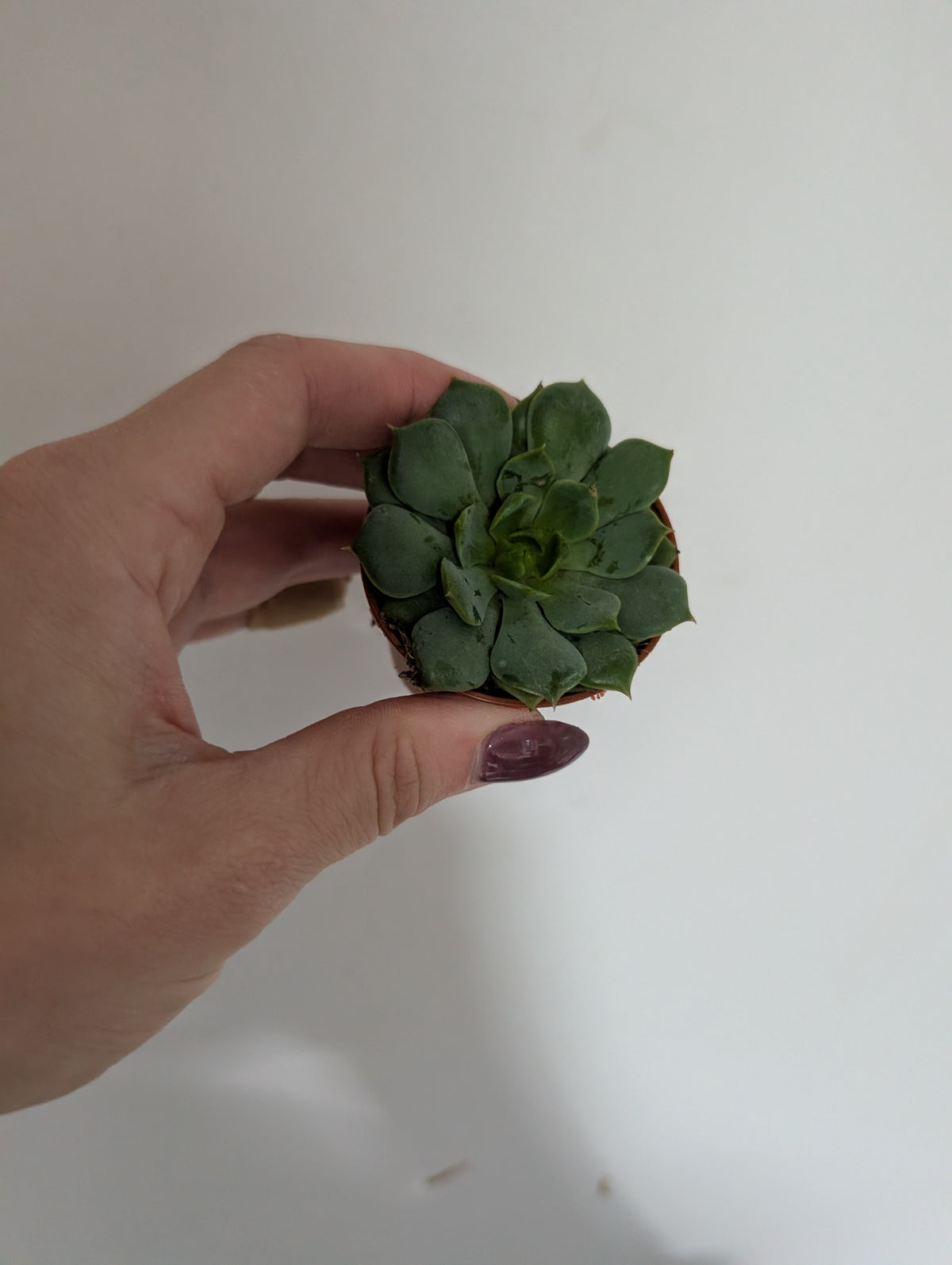 Echeveria