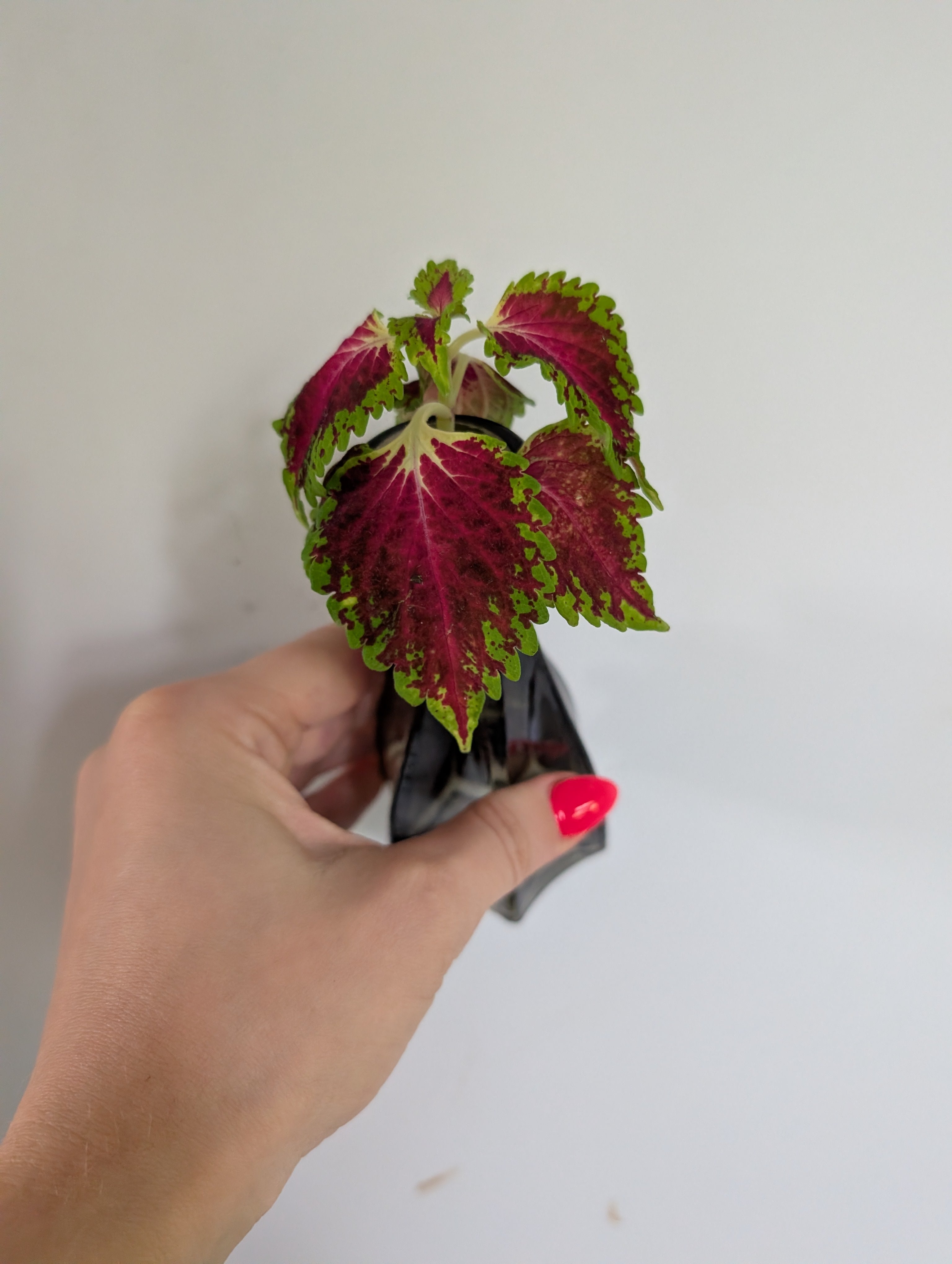 Coleus Spacecake unrooted clipping in propagation pot