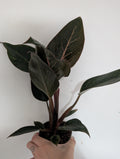 philodendron pink birkin 10cm