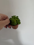 Echeveria