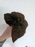 Begonia Pavonina 8cm